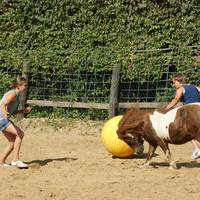 Tag der offenen Tuer auf dem Hof der gluecklichen Pferde am 19.8.2012 Tag der offenen Tuer auf dem Hof der gluecklichen Pferde am 19.8.2012