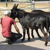 Besuch auf dem Hof der gluecklichen Pferde am 1. und 2. September 2012